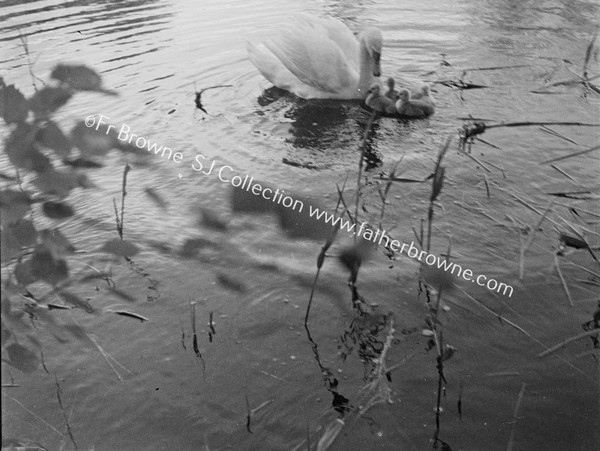 SWAN WITH CYGNETS IN WATER  'FIRST SWIM'